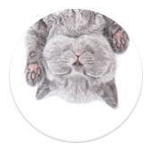 PopSockets PG Katzenschläfchen f&uuml;r 12,99 Euro