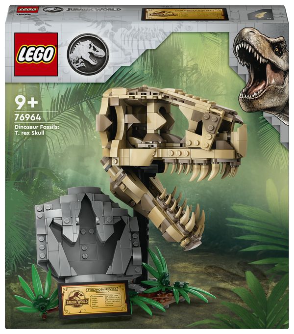 Dinosaurier-Fossilien: T.-rex-Kopf 