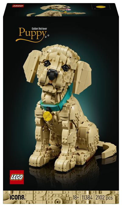 Golden Retriever Welpe 