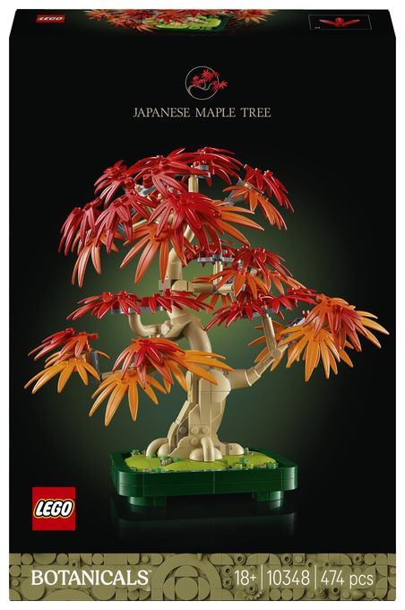 Japanischer Roter Ahorn – Bonsai-Baum 