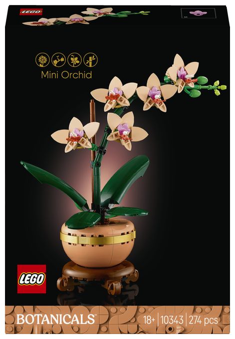 Mini-Orchidee 