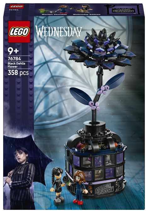 Schwarze Dahlie 