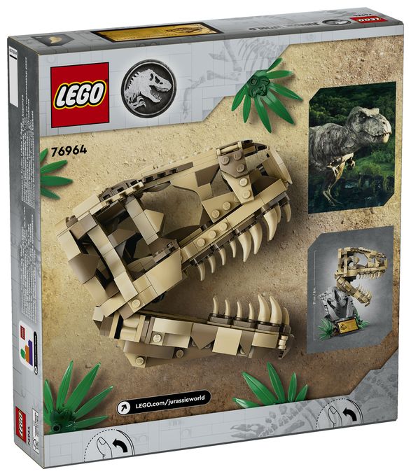 Dinosaurier-Fossilien: T.-rex-Kopf 