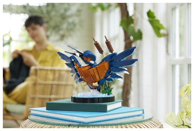 Eisvogel 