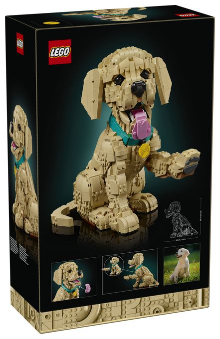 Golden Retriever Welpe 