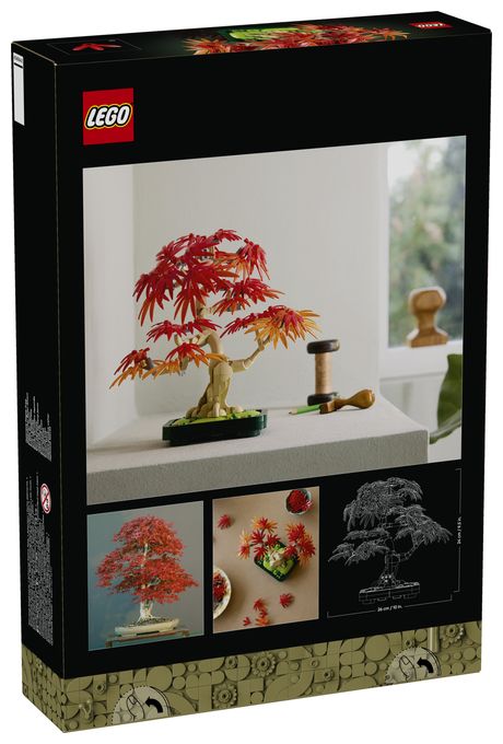 Japanischer Roter Ahorn – Bonsai-Baum 