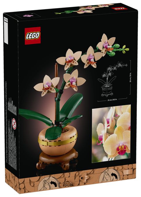 Mini-Orchidee 