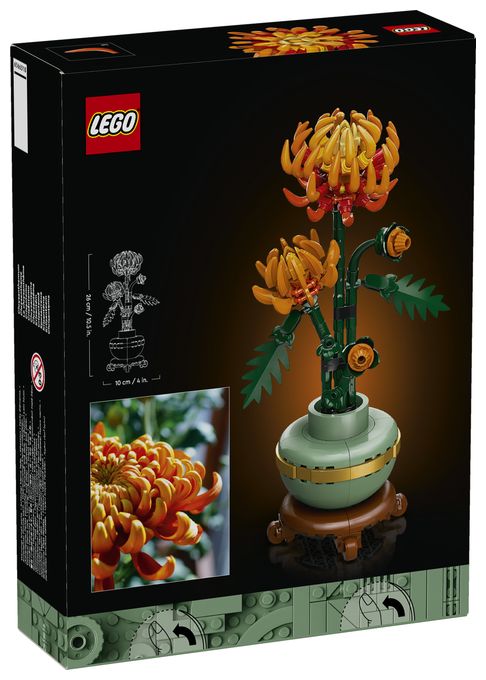 Chrysantheme 