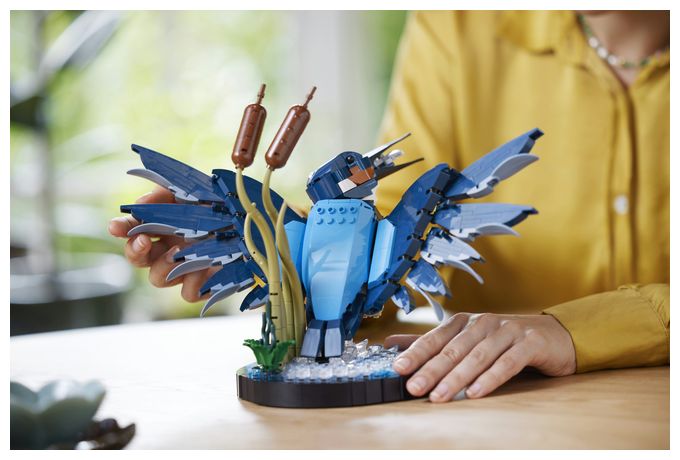 Eisvogel 