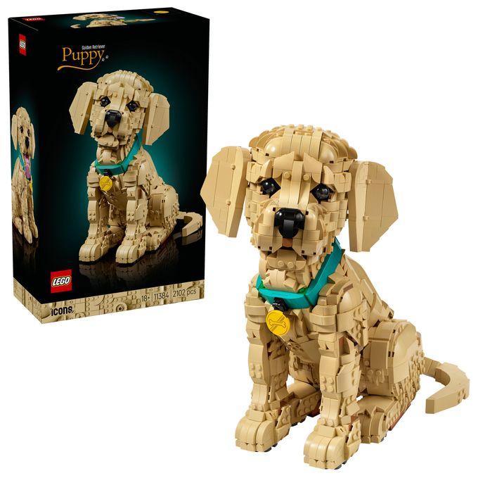 Golden Retriever Welpe 