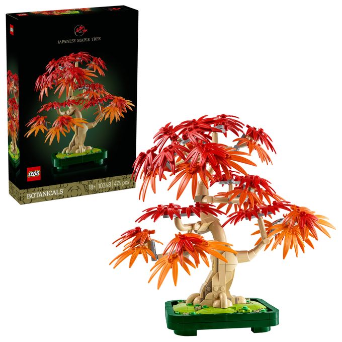 Japanischer Roter Ahorn – Bonsai-Baum 