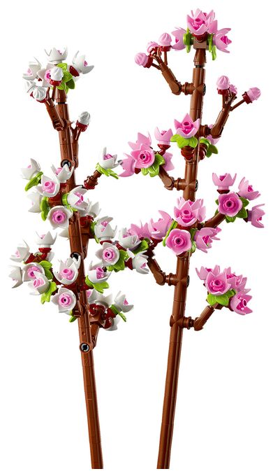 Kirschblüten 