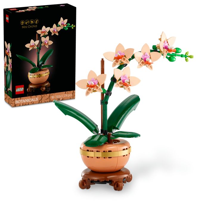 Mini-Orchidee 