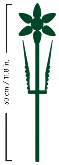 Narzissen 