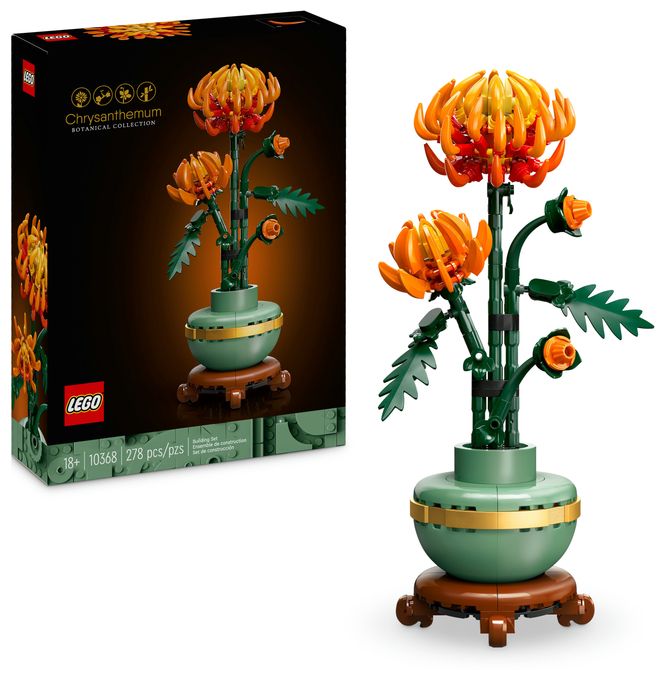 Chrysantheme 