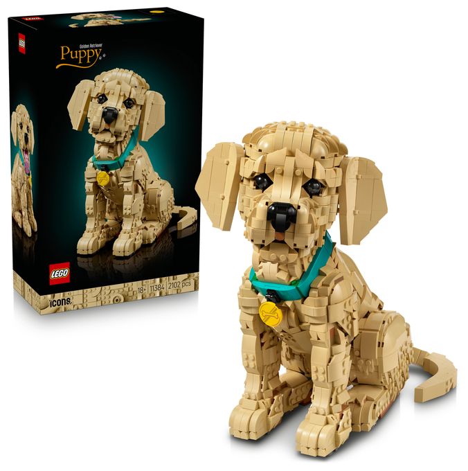 Golden Retriever Welpe 