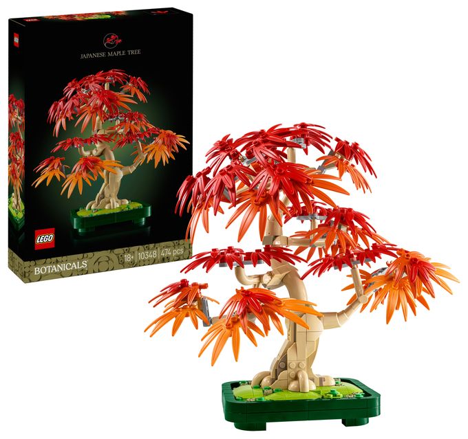 Japanischer Roter Ahorn – Bonsai-Baum 