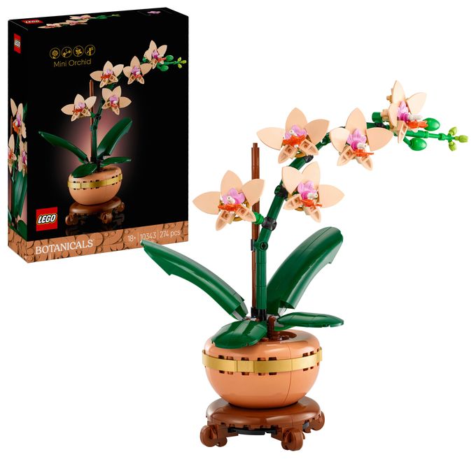 Mini-Orchidee 