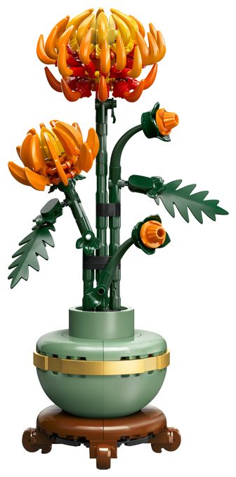 Chrysantheme 