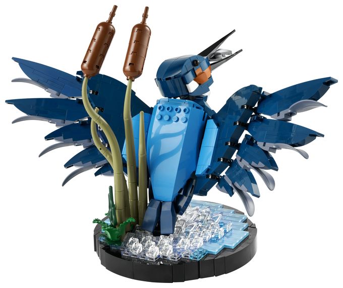 Eisvogel 