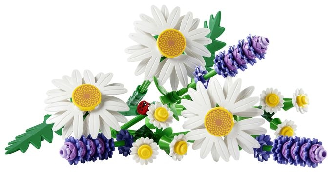 Gänseblümchen 