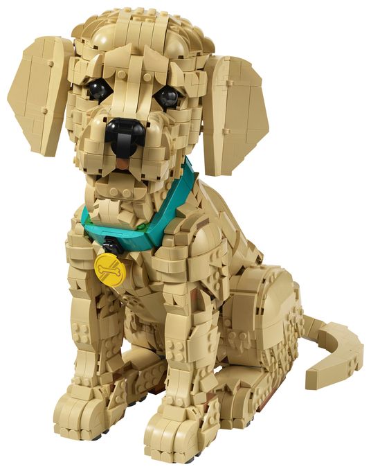 Golden Retriever Welpe 