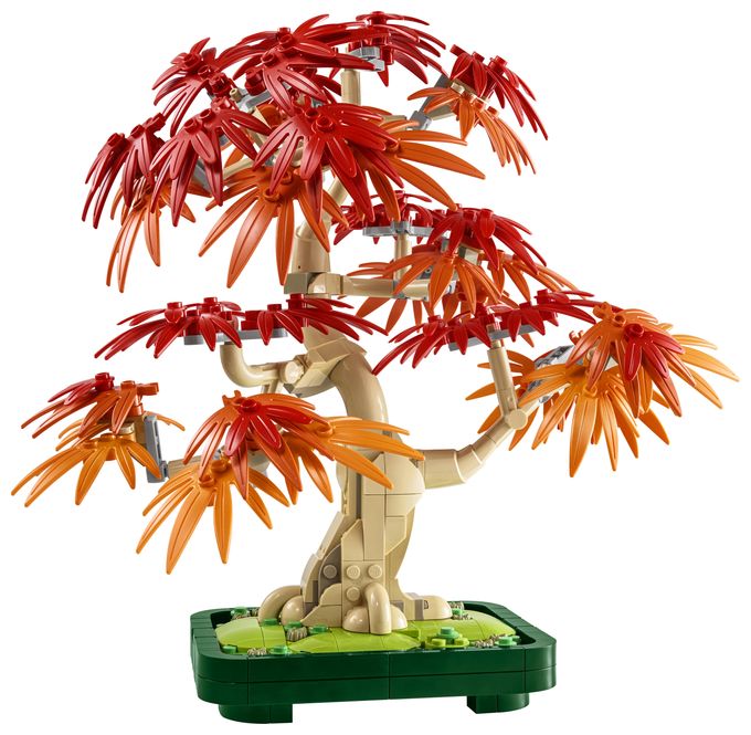Japanischer Roter Ahorn – Bonsai-Baum 