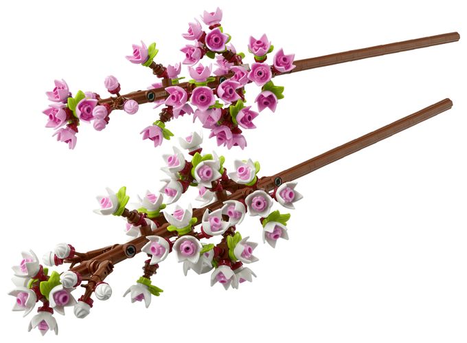 Kirschblüten 