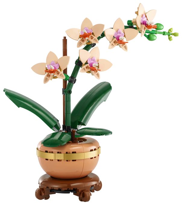 Mini-Orchidee 