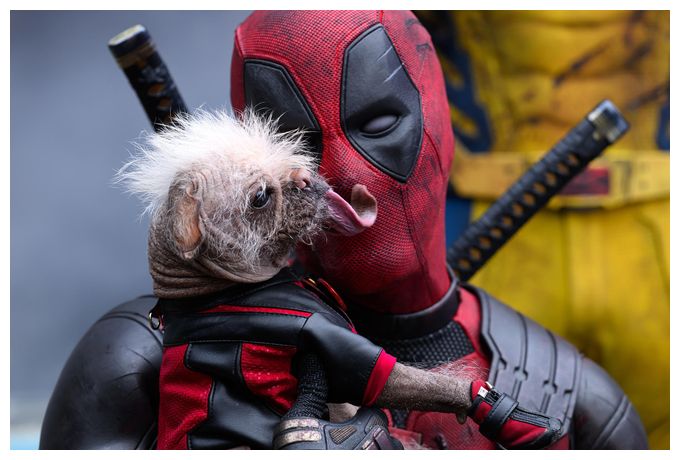 Deadpool 3-Movie-Collection (DVD) 