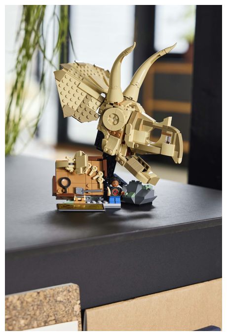 Dinosaurier-Fossilien: Triceratops-Schädel 