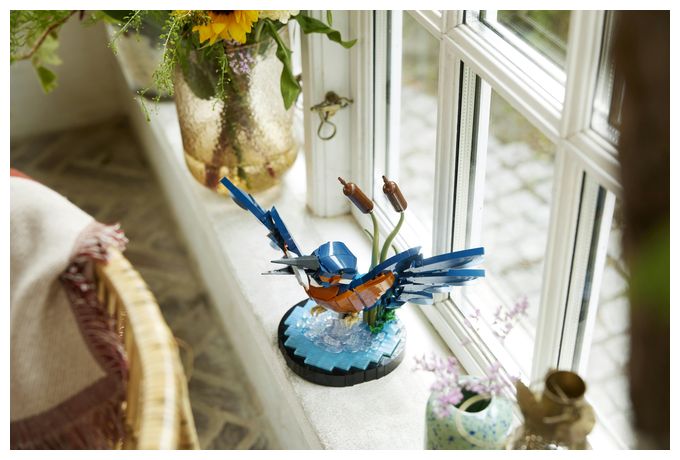Eisvogel 