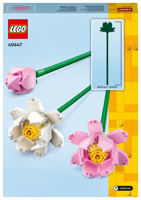 Lotusblumen 