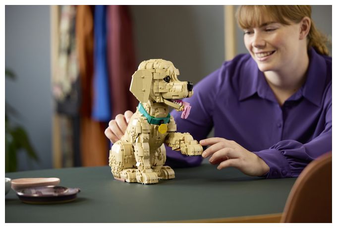 Golden Retriever Welpe 