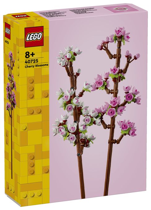 Kirschblüten 