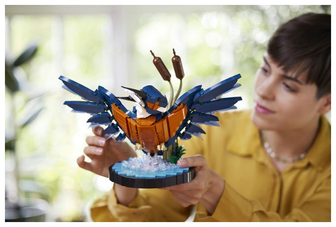 Eisvogel 
