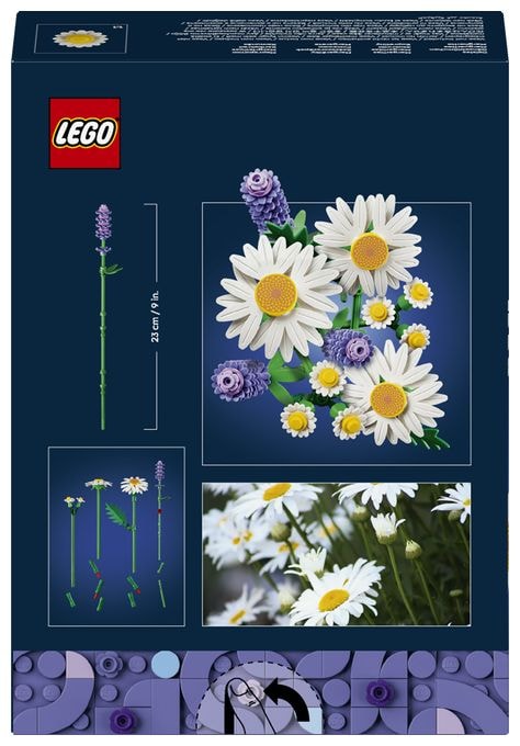 Gänseblümchen 