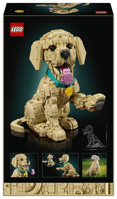 Golden Retriever Welpe 