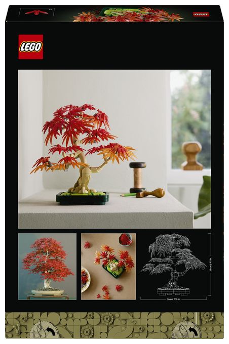 Japanischer Roter Ahorn – Bonsai-Baum 