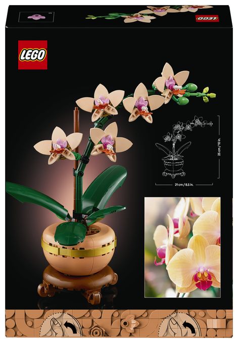 Mini-Orchidee 
