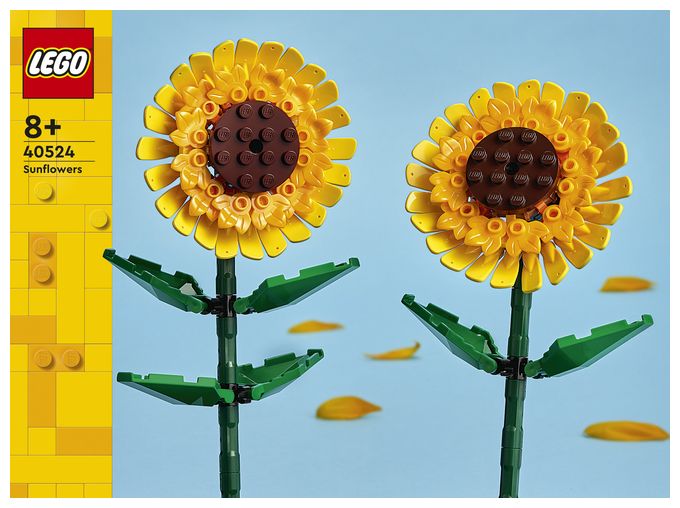 Sonnenblumen 