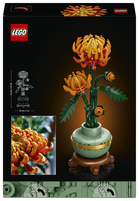 Chrysantheme 