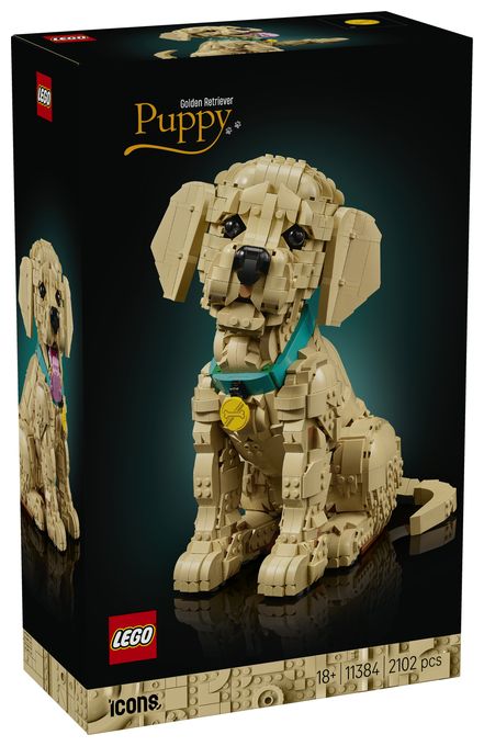 Golden Retriever Welpe 
