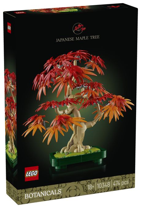 Japanischer Roter Ahorn – Bonsai-Baum 