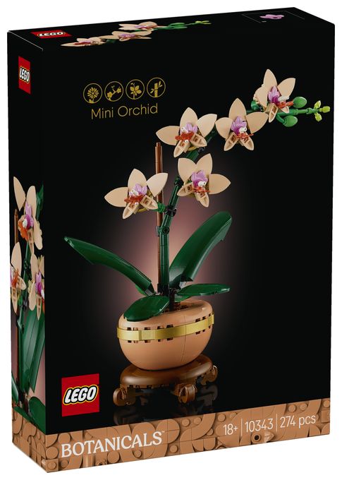 Mini-Orchidee 