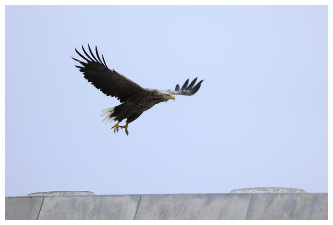 RF 100-400 mm f5.6-8 IS USM 
