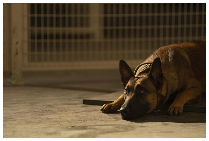 Dog - Das Glück hat vier Pfoten (DVD) 