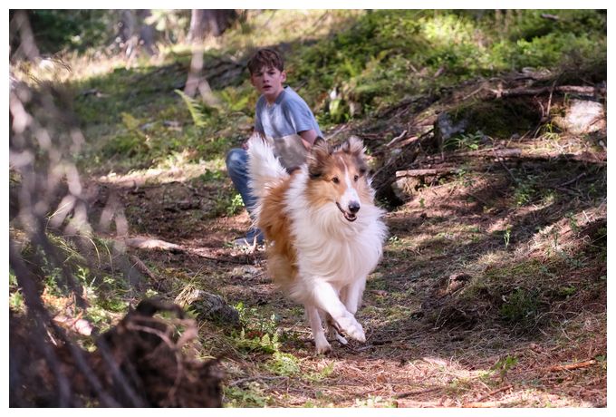 Lassie - Ein neues Abenteuer (DVD) 