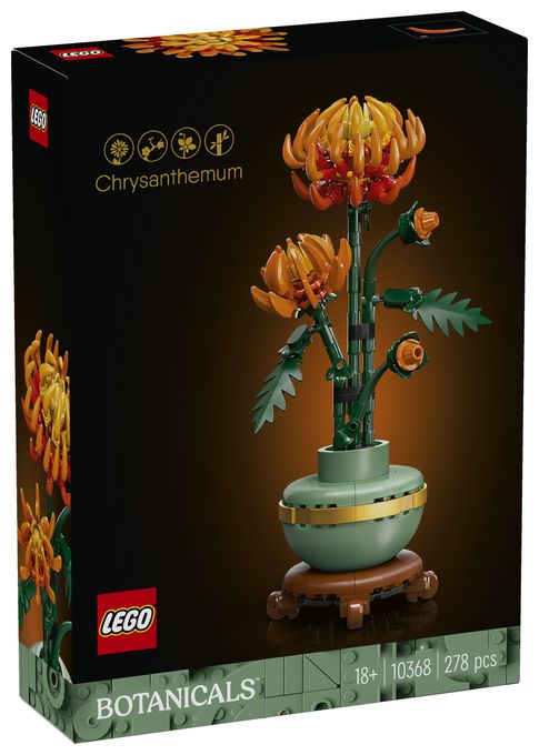 Chrysantheme 