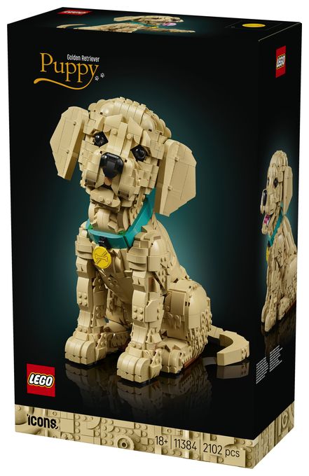 Golden Retriever Welpe 